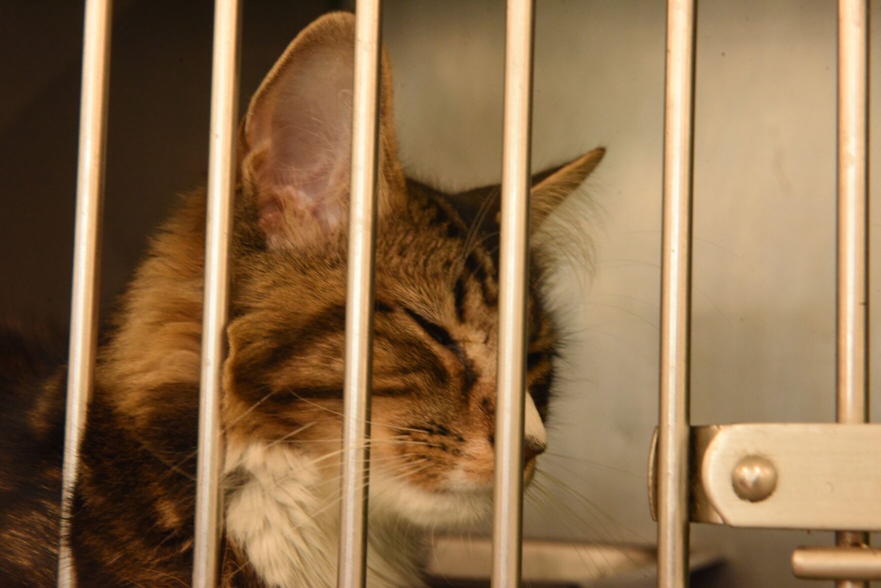 Danville Area Humane Society